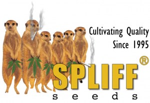 spliff-seeds-cannabis-marijuana-feminized-autoflowering_04
