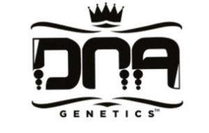 dna-genetics-cannabis-seeds-869416