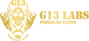 g13-logo-w384-o38